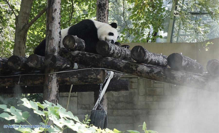 Con "helados" y duchas Zoológico de Beijing ayuda a sus animales a soportar inclemente verano