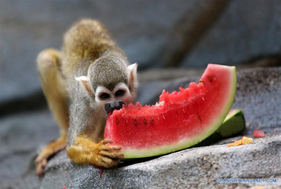 QUANZHOU, julio 16, 2017 (Xinhua) -- Un mono come sandía en un zoológico en Quanzhou, en la provincia de Fujian, en el sureste de China, el 16 de julio de 2017. Mientras continúa el clima cálido, empleados del Zoológico de Vida Salvaje de Quanzhou ofrecieron sandías, ventiladores y aires acondicionados a los animales. (Xinhua/Zhang Jiuqiang)