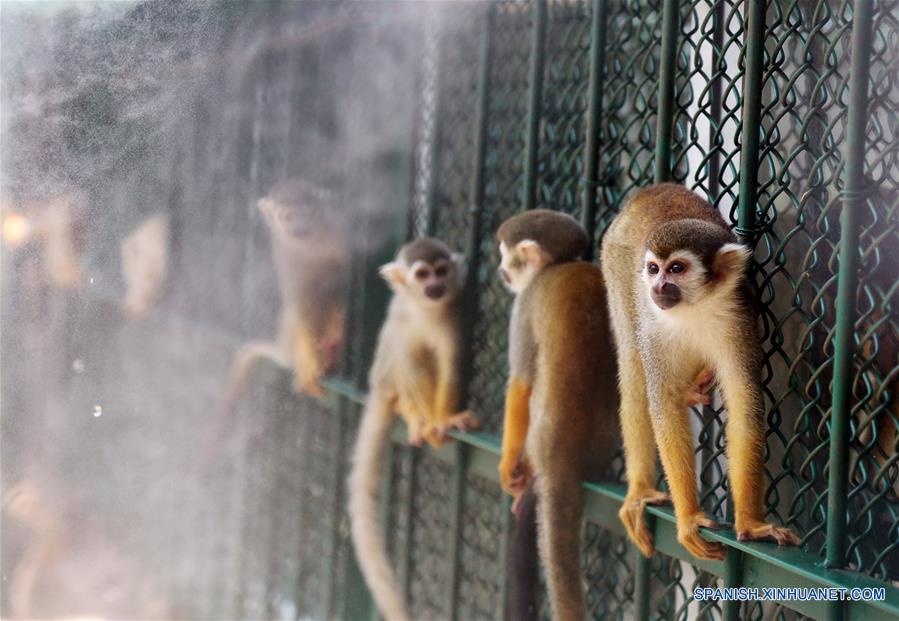 QUANZHOU, julio 16, 2017 (Xinhua) -- Monos disfrutan de una niebla fresca en un zoológico en Quanzhou, en la provincia de Fujian, en el sureste de China, el 16 de julio de 2017. Mientras continúa el clima cálido, empleados del Zoológico de Vida Salvaje de Quanzhou ofrecieron sandías, ventiladores y aires acondicionados a los animales. (Xinhua/Zhang Jiuqiang)
