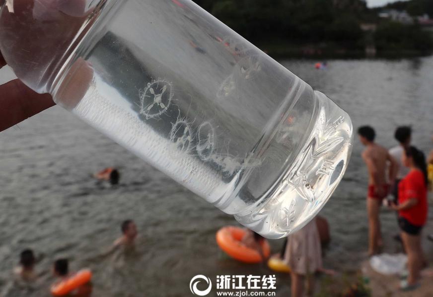 Encuentran medusas de agua dulce en Zhejiang
