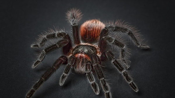 Una araña enorme acosa a una pareja australiana