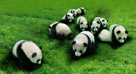 Pandas gigantes en región de intensa actividad sísmica de Sichuan
