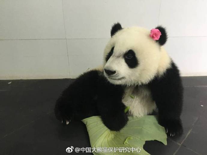 La intensa actividad sísmica de Sichuan  no afecta a los pandas gigantes 3