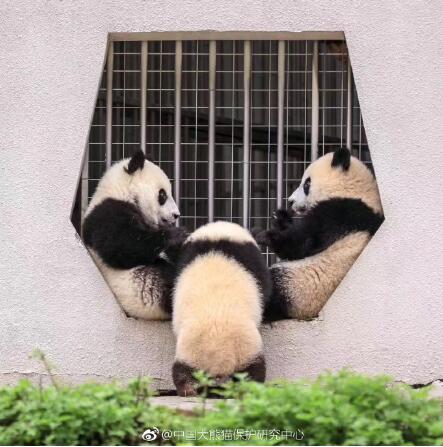 La intensa actividad sísmica de Sichuan  no afecta a los pandas gigantes 5