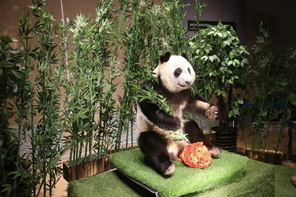 Un museo expone el primer ejemplar de panda conórganos intactos del mundo