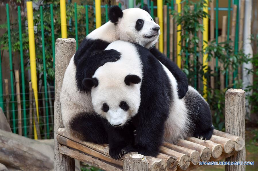 Pandas gigantes celebran el onceavo cumpleaños en el Zoológico Nacional en Kuala Lumpur