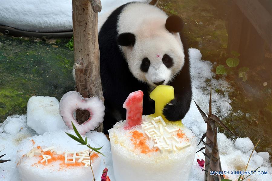 Pandas gigantes celebran el onceavo cumpleaños en el Zoológico Nacional en Kuala Lumpur