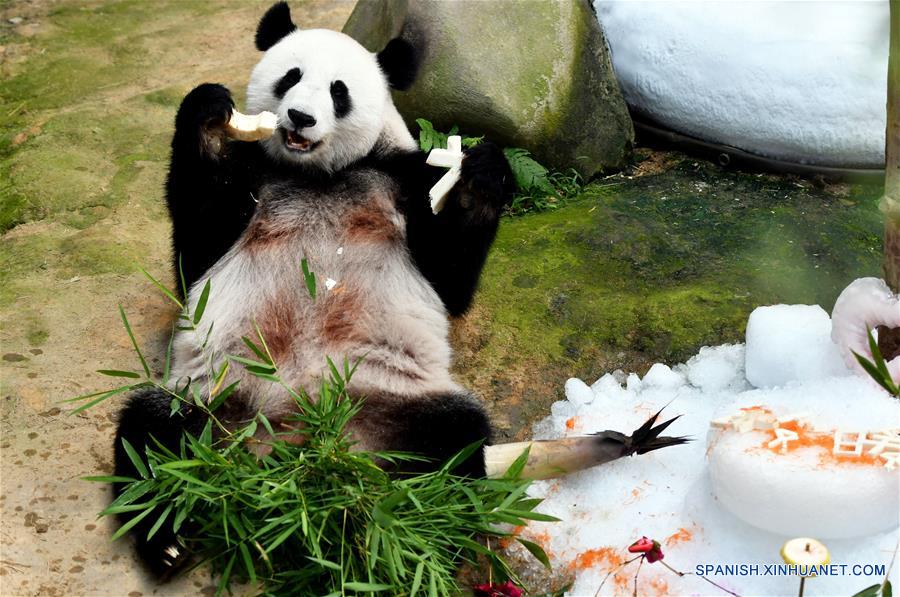 Pandas gigantes celebran el onceavo cumpleaños en el Zoológico Nacional en Kuala Lumpur