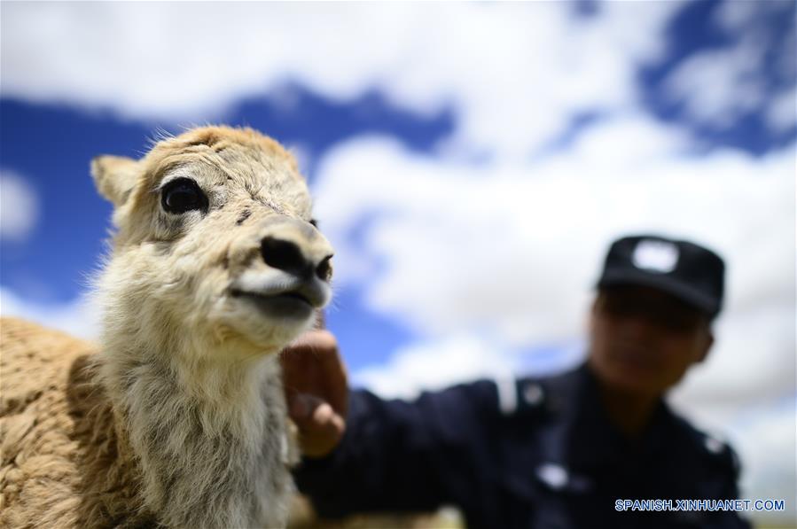 QINGHAI, agosto 23, 2017 (Xinhua) -- Imagen del 15 de agosto de 2017 de un antílope tibetano permaneciendo en una estación de protección en la Reserva Natural Hol Xil en la prefectura autónoma tibetana de Yushu, provincia de Qinghai, en el noroeste de China. Hol Xil tiene una altitud promedio de más de 4,600 metros, convirtiéndola en un hábitat ideal para los antílopes tibetanos, kiangs y otros animales. La reserva fue enlistada como uno de los Patrimonios Naturales de la Humanidad de la Organización de las Naciones Unidas para la Educación, la Ciencia y la Cultura (UNESCO, por sus siglas en inglés) en julio de 2017. (Xinhua/Zhang Hongxiang) 