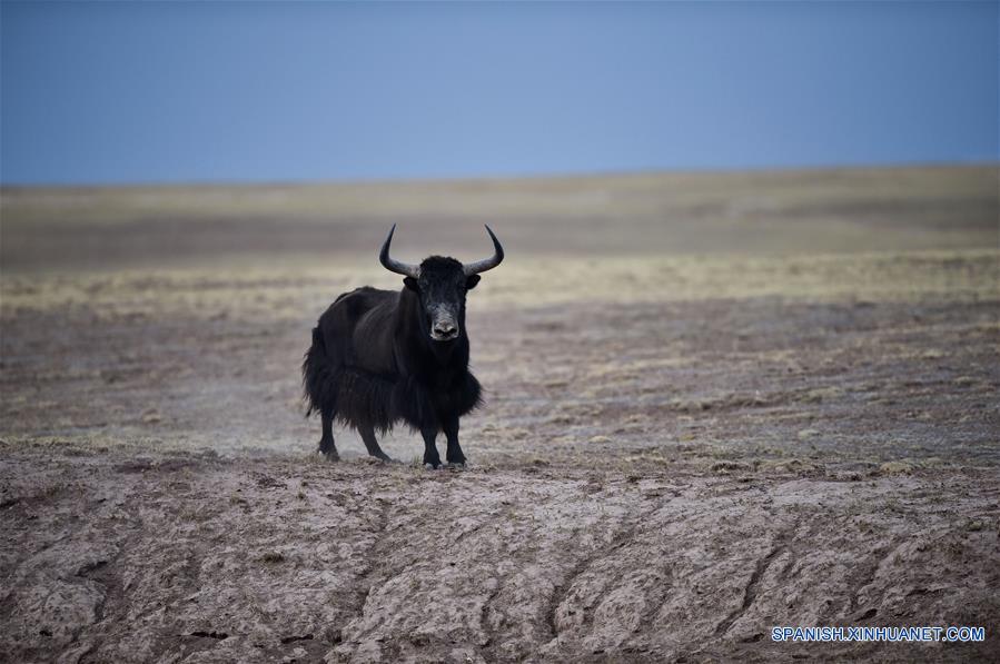QINGHAI, agosto 23, 2017 (Xinhua) -- Imagen del 1 de diciembre de 2016 de un yak permaneciendo en la Reserva Natural Hol Xil en la prefectura autónoma tibetana de Yushu, provincia de Qinghai, en el noroeste de China. Hol Xil tiene una altitud promedio de más de 4,600 metros, convirtiéndola en un hábitat ideal para los antílopes tibetanos, kiangs y otros animales. La reserva fue enlistada como uno de los Patrimonios Naturales de la Humanidad de la Organización de las Naciones Unidas para la Educación, la Ciencia y la Cultura (UNESCO, por sus siglas en inglés) en julio de 2017. (Xinhua/Wu Gang)