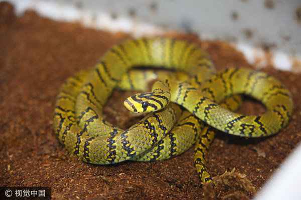 Científicos chinos consiguen reproducir serpientes en peligro de extinción
