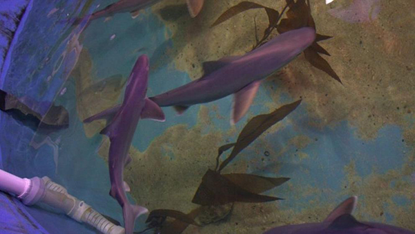 Encuentran a diez tiburones en el sótano de una casa de Nueva York