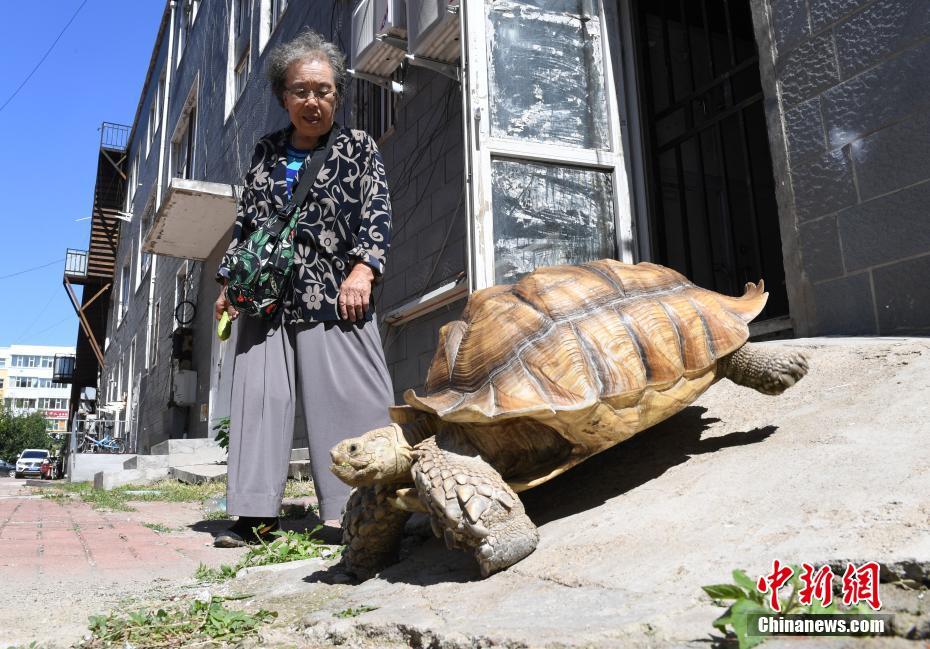Una anciana saca a pasear a su tortuga mascota
