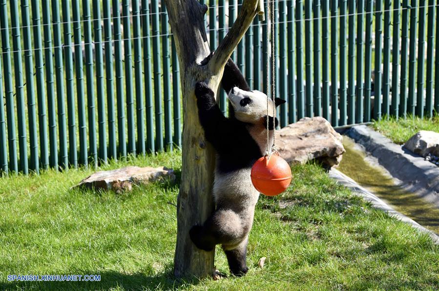Cuatro pandas de Sichuan debutan en Jardín Zoológico Forestal de Shenyang