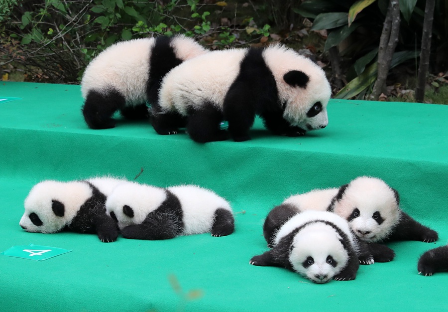 11 pandas gigantes dan sus primeros pasos en público