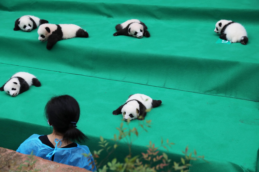 11 pandas gigantes dan sus primeros pasos en público