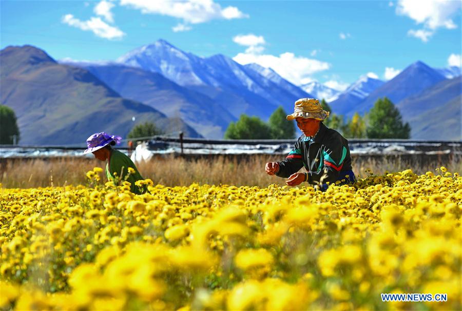 Los agricultores cosechan crisantemo para hacer té en Lhasa