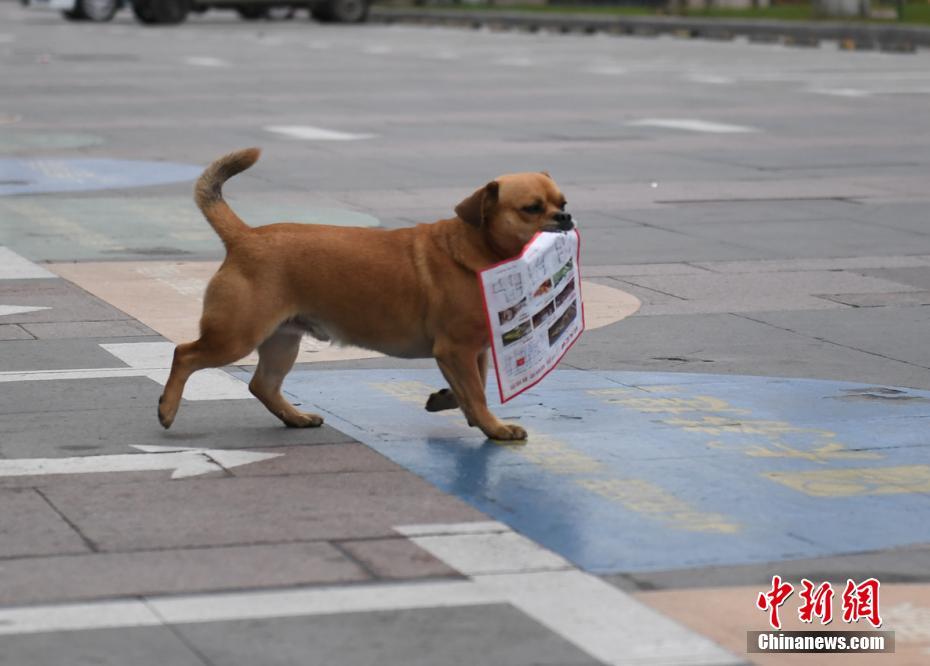 Un perro ayuda a su dueño a recoger basura en Changchun