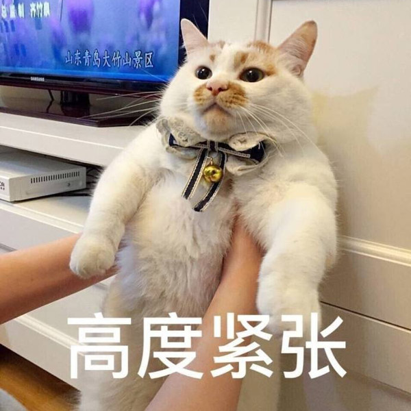La muerte de un célebre gato entristece a los internautas chinos