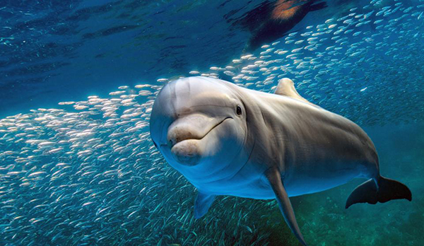 El comportamiento social de ballenas y delfines es más ‘humano’ de lo que creíamos