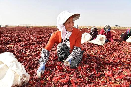 La mitad de la población pobre de Xinjiang sale de la pobreza en los últimos 4 años