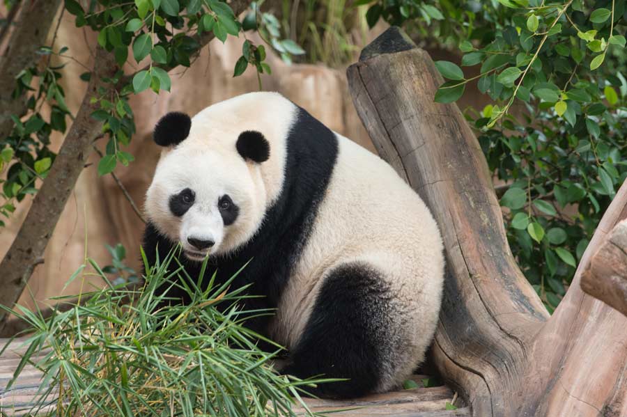 Pandas gigantes chinos listos para aparecer en público en Indonesia