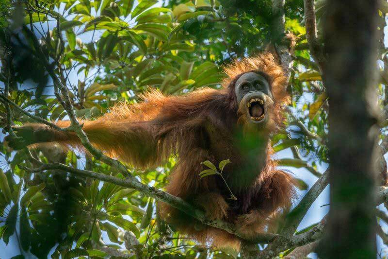 Descubren en Sumatra una nueva especie de orangután