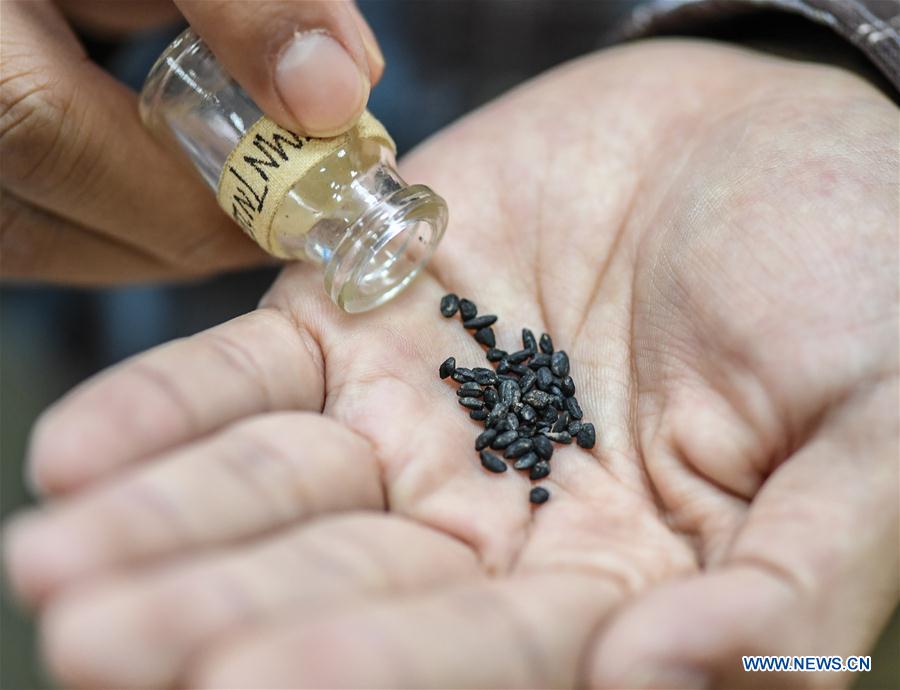 Un arqueólogo muestra granos de arroz carbonizados en las ruinas de Nanshan, provincia de Fujian, sureste de China, el 5 de noviembre de 2017. Los arqueólogos chinos han encontrado una gran cantidad de granos de arroz carbonizados en cuevas que datan de la Nueva Edad de Piedra, desafiando la visión convencional de que los habitantes de las cavernas eran únicamente cazadores y que no cultivaban tierra para alimentarse. (Xinhua / Li He)