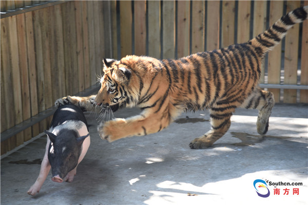 Un tigre siberiano se hace amigos de varios cerditos en el zoológico de Shenzhen