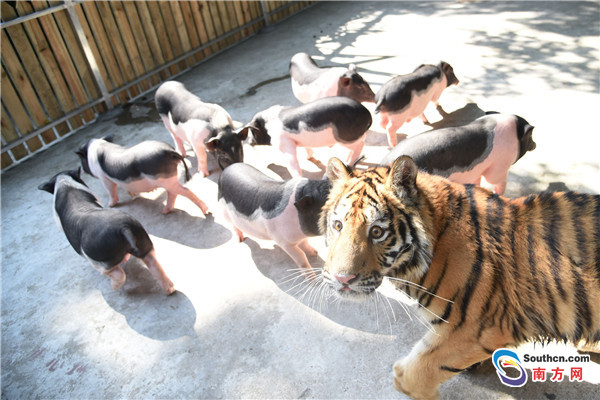Un tigre siberiano se hace amigos de varios cerditos en el zoológico de Shenzhen