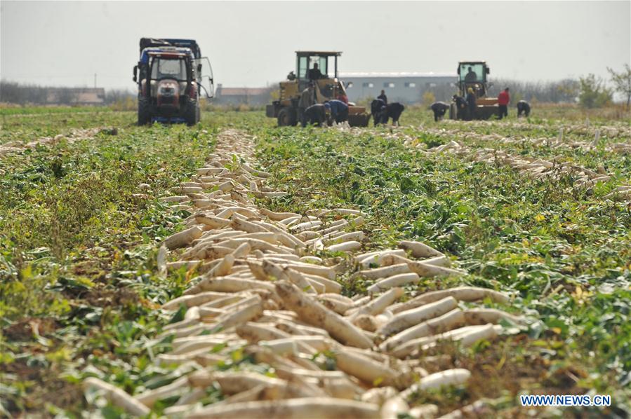 Los agricultores de Hebei aumentan sus ingresos cosechando rábanos