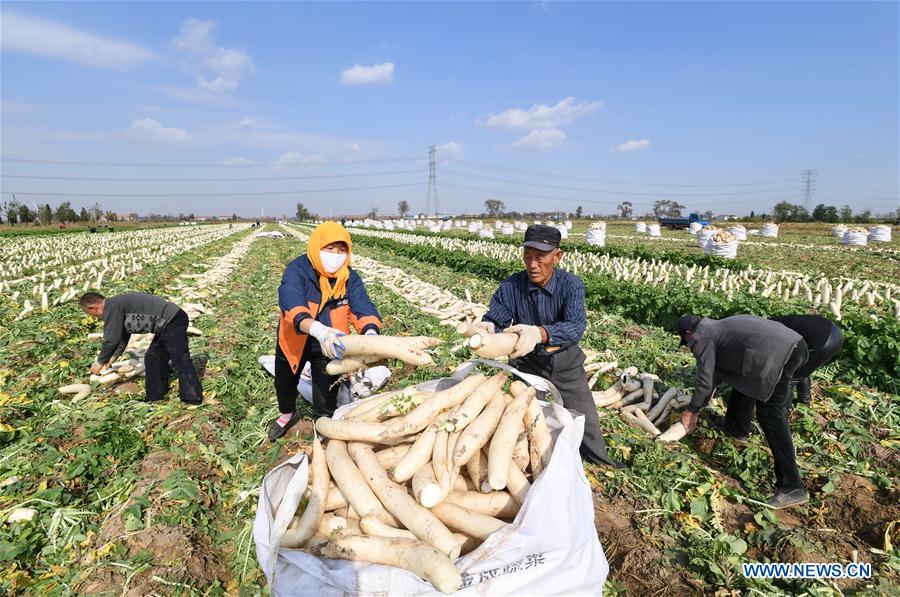 Los agricultores de Hebei aumentan sus ingresos cosechando rábanos