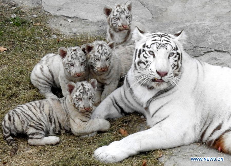 Zoológico de Jiangsu muestra a los cuatrillizos de una tigresa blanca