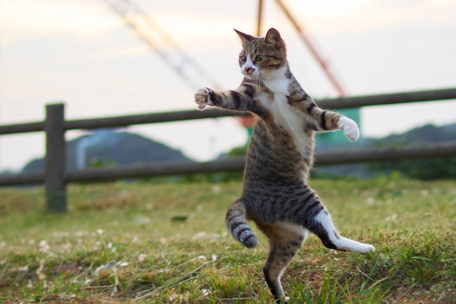 Gatos japoneses posan como un luchador chino de wushu