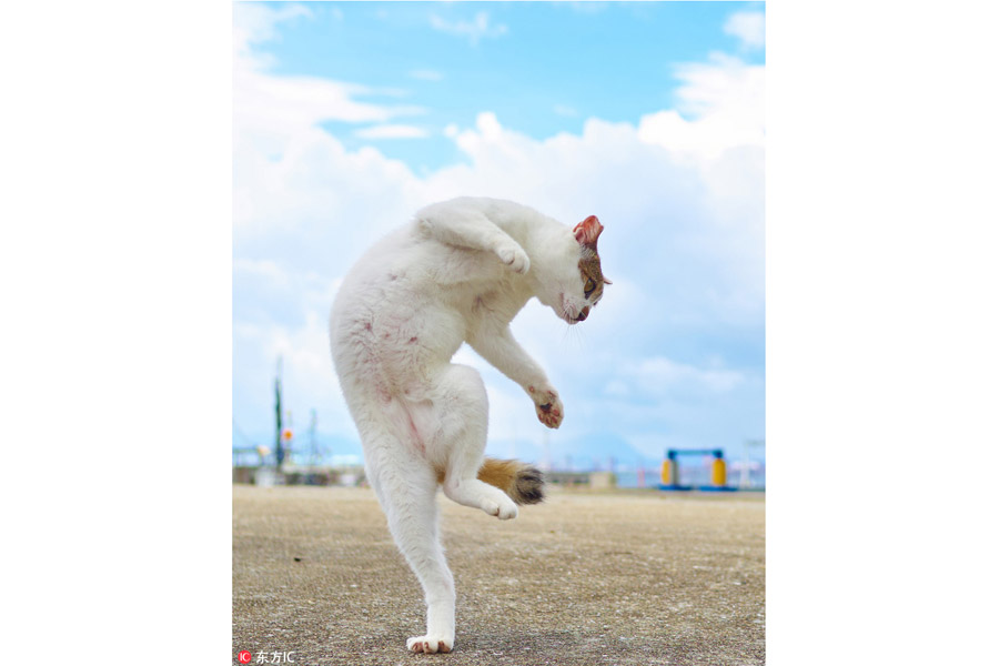 Gatos japoneses posan como un luchador chino de wushu