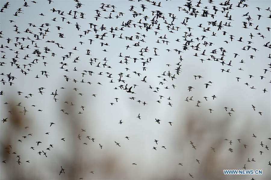 Miles de aves migratorias llegan a los humedales de Tianjin