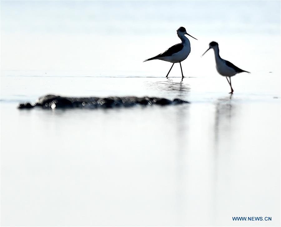 Miles de aves migratorias llegan a los humedales de Tianjin
