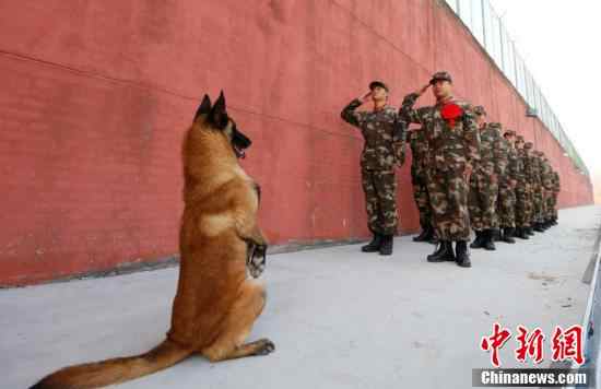 Perro militar saluda a veteranos en Siyang