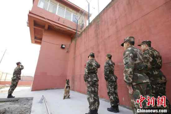 Perro militar saluda a veteranos en Siyang