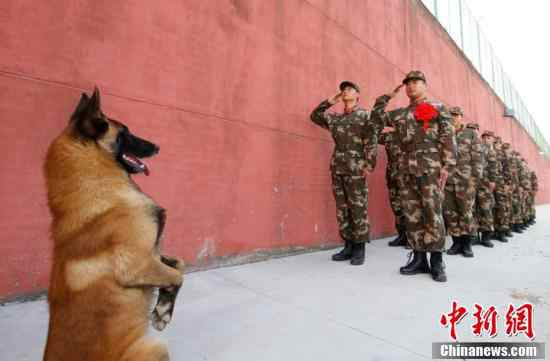 Perro militar saluda a veteranos en Siyang