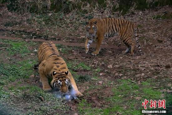 Furiosos tigres capturan un intruso en Chongqing
