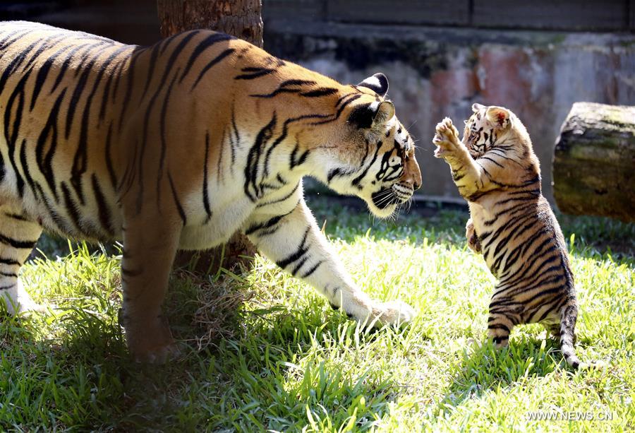 Dos cachorros de tigre se reúnen con el público en el Zoológico de Yangon