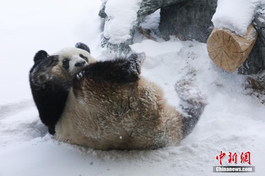 El panda gigante Sijia disfruta de la nieve invernal