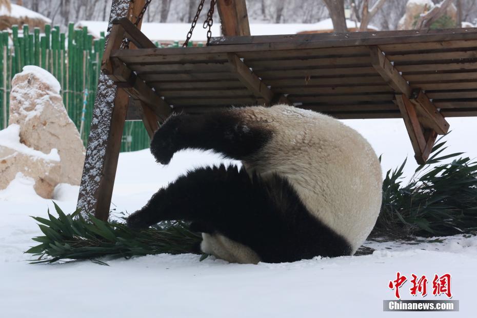 El panda gigante Sijia disfruta de la nieve invernal