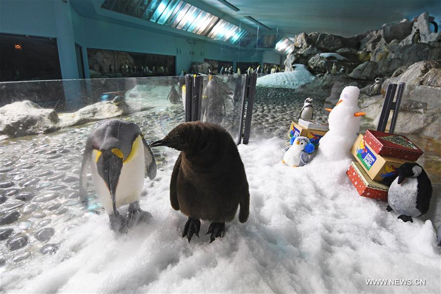 Tras una década de intentos, Singapur logra su primer pingüino rey