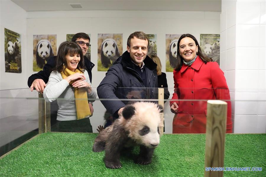 Presidente Macron celebra su cumpleaños con cachorro de panda Yuan Meng