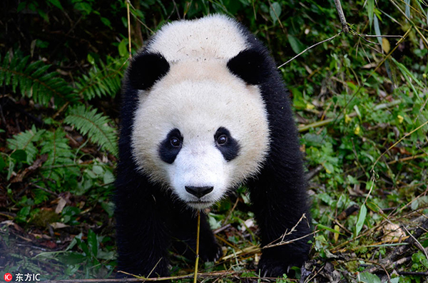 Se busca un logotipo ideal para el parque nacional de pandas gigantes