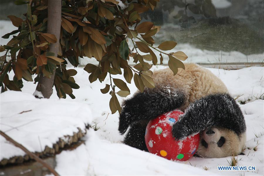 Un panda gigante juega en la nieve en el Parque Zoológico de Qinling en Xi'an