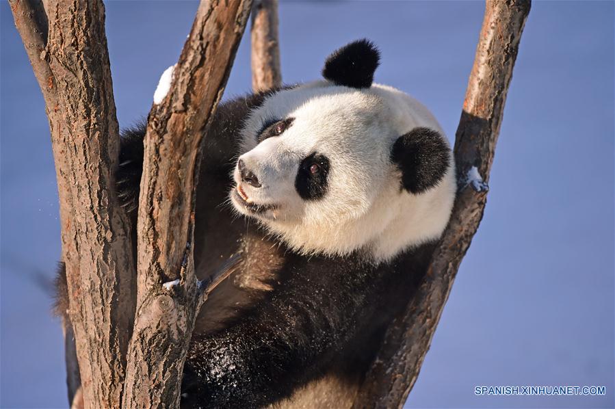 Experto chino dice que no hay suficientes evidencias de origen europeo de pandas gigantes