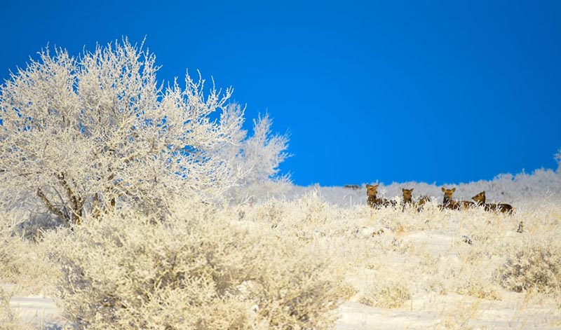 Los ciervos caminan más allá de los árboles cubiertos de escarcha y nieve en el Parque Natural de Hexigten, en la ciudad Chifeng, Región Autónoma de Mongolia Interior, China, 10 de enero del 2018. [Foto: Xinhua]